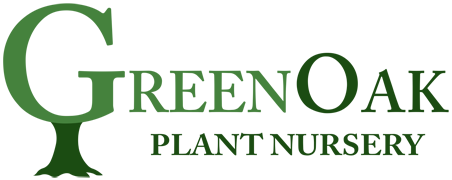 GreenOak Nursery Logo